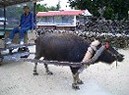 image/199903_00.jpg